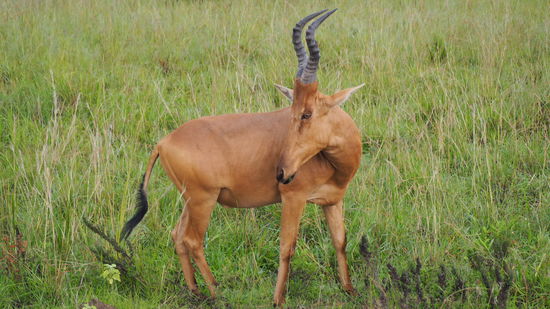 Ein wunderschöner Water-Bug