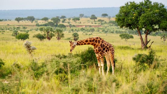 Unsere 1. Giraffe - sensationell...