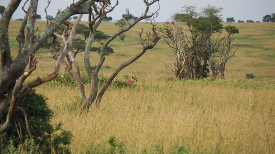 1. Löwin, die wir erblicken 