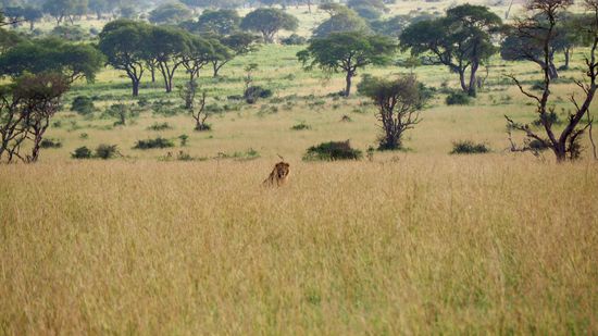 Ein wunderschöner Löwe ... wir haben wie immer Glück!