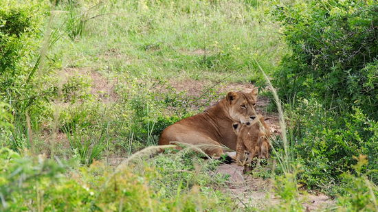 Die Löwin mit ihren 3 Babys ist gerade mal ein paar Meter von uns entfernt - welch ein Glück!