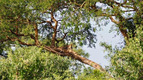 ...der scheue Leopard zeigt sich kurz - einzigartig!
