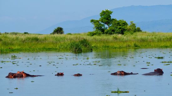 Hippos im Albert Lake