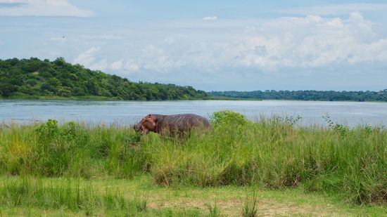 Hippo an Land - leider nur kurz...