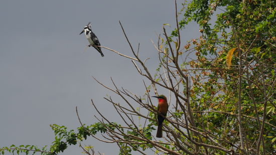 Obama-Kingfisher  und Bee Eater