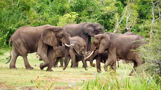 Elefantenfamilie mit einigen Jungtieren - schau genau!