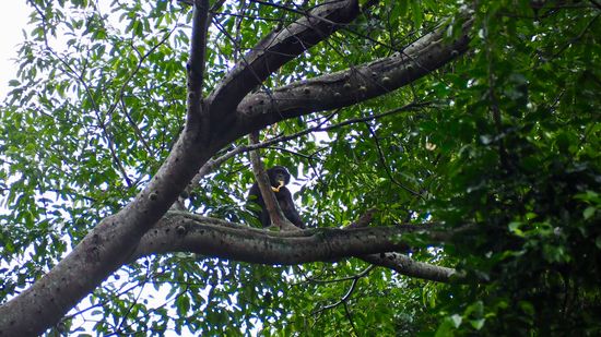 Chimps - leider können wir sie aufgrund des Regens nur auf den Bäumen beobachten