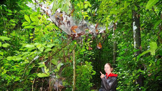 Beim Rückweg müssen wir an einem riiieeeesigen Spinnenetz vorbei 