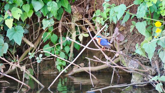 Kingfisher