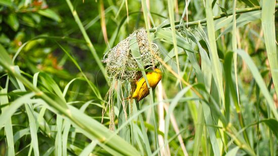 Weaver beim Bau seines Nests... ohne Nest kein Weiberl 