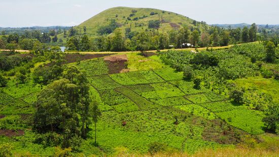 Landwirtschaft total ohne technische Hilfsmittel... alles Handarbeit