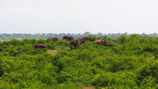Elefantenherde in unmittelbarer Nähe...