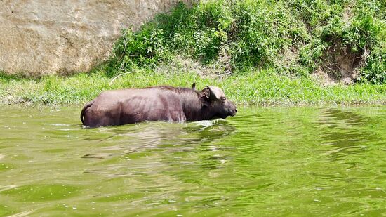 Büffel kühlt sich ab...