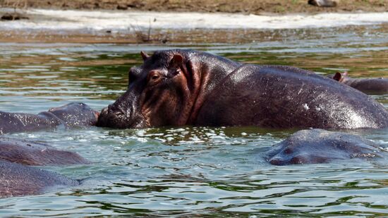 Hippos