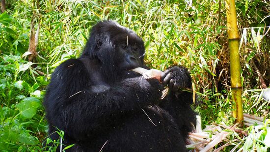 Essenszeit - Bambus ist lecker...