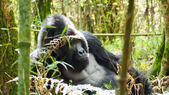 Der Silberrücken aus nächster Nähe - unglaublich!