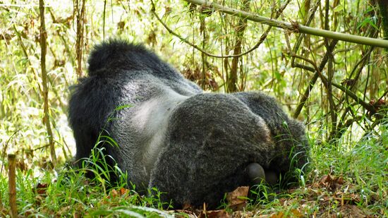 …und von hinten in voller Pracht