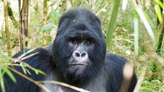 Auge in Auge mit Roland...