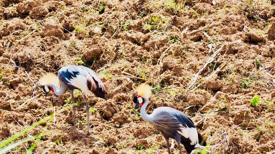 Grey crowned crane... national bird of Uganda