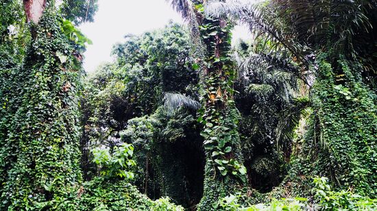 Drehort von Tarzan mit Johnny Weissmüller