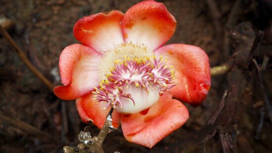 Wunderschöne Blüften...