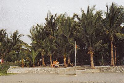 unter Palmen am Strand