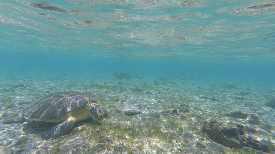 Nur wenige Meter vom Strand entfernt... und sie liess sich durch nix und niemanden stören.