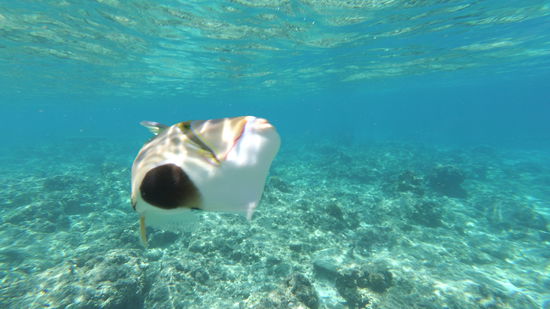 Dieser kleine verrückte was-weiss-ich-wie-der-heisst-Fisch hatte wohl einen Narren an meiner Gelb-grünen Xiaomi Yi gefressen und ist mehrmals mit Anlauf gegen das Unterwassergehäuse gedengelt...