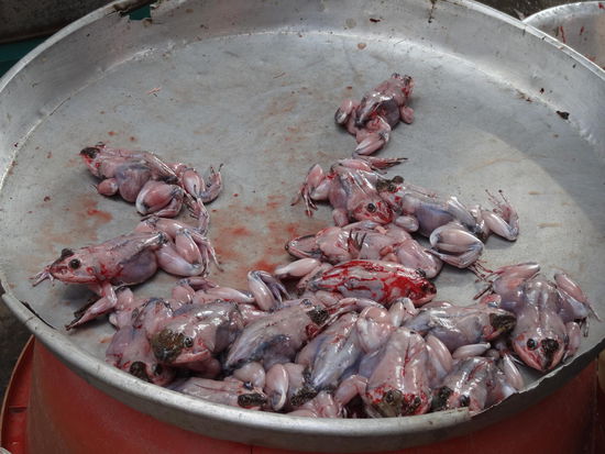 Gehäutete Frösche...noch lebendig btw....