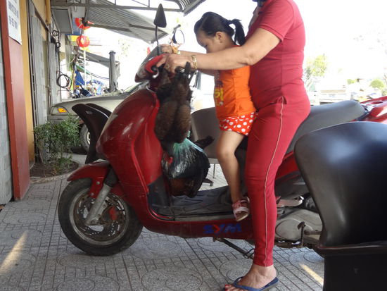 Frischetransporter in Ha Tien
