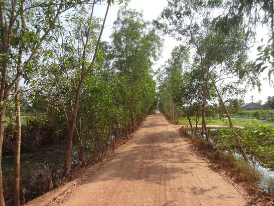 Kambodschanische Buckelpiste