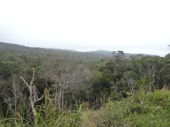 Dichter Urwald rechts und links