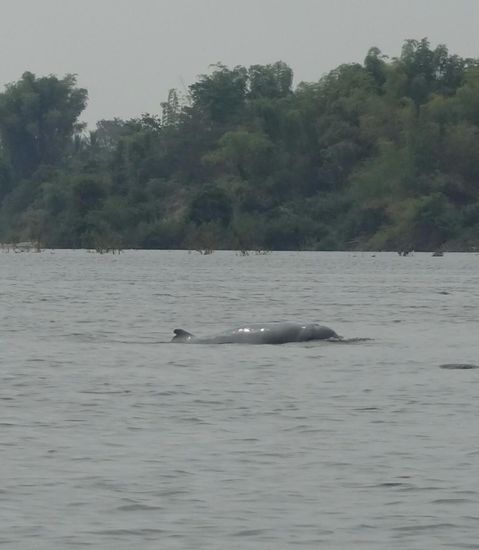 Einer der seltenen Irawadidelfine, von denen es nur mehr rund 80 Exemplare gibt