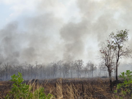 Brandrodung überall