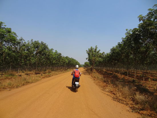 Kilometerlang geht die Strecke durch Kautschukplantagen - die Einheimischen in der Gegend werden von der Regierung enteignet und vertrieben, damit ausländische Firmen, zumeist aus Vietnam oder China, hier Geld scheffeln können