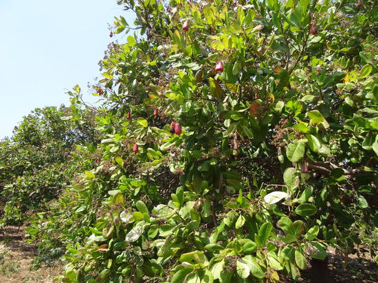 Cashewbäume so weit das Auge reicht - nur der kleine Teil unter der roten Frucht wird verwendet, der Rest landet im Müll bzw als Dünger am Boden...