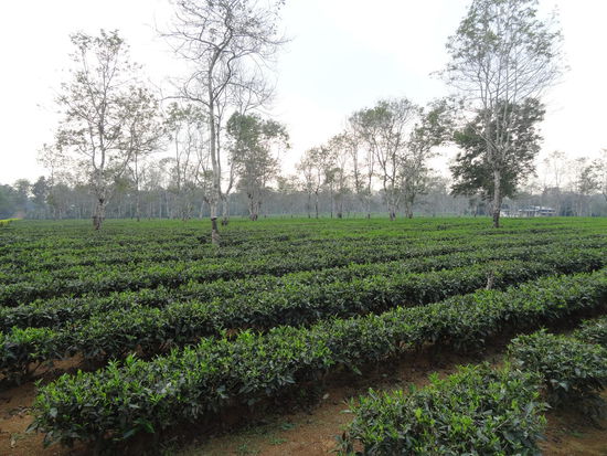 Kaffee soweit das Auge reicht!