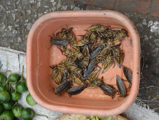 Mmmh - lecker...Hätte ich die in meinem Hostel auch gefangen, hätte ich mich gleich zum Verkaufen daneben stellen können....