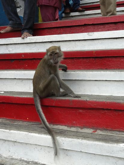 Den Aufstieg erleichtert jedoch das Amüsieren über die zahlreichen Affen, die die Touristen um ihre Habseligkeiten erleichtern