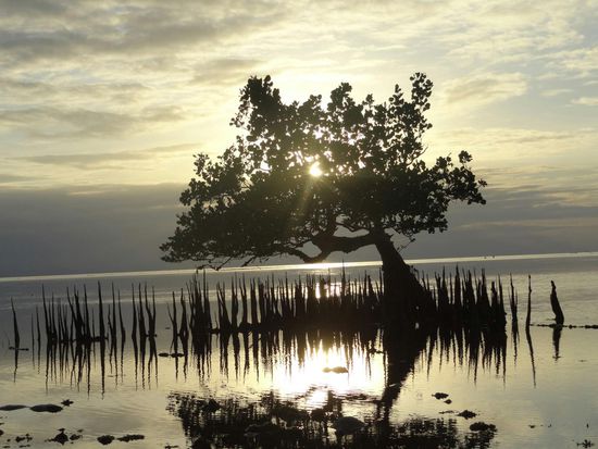 an die Verhältnisse mit wechselndem Wasserstand adaptiert, wachsen hier die Wurzeln gerade nach oben