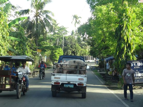 Schweinetransport mit Frischluftzufuhr