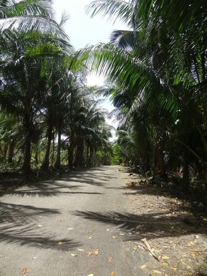 Ich liebe die palmengesäumten Straßen!