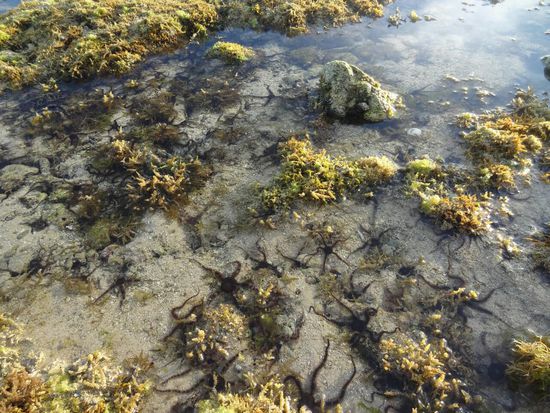Dutzende kleine Seesterne tummeln sich in den Pfützen