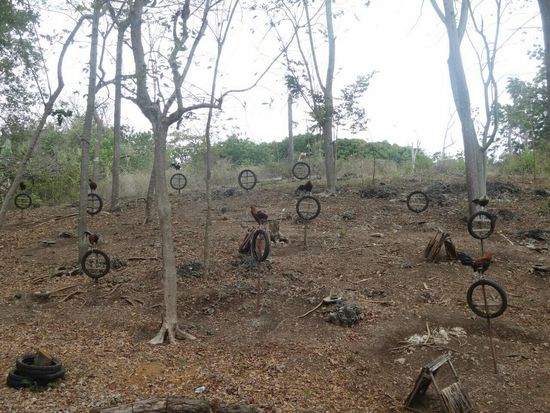 Hähne, aber weeeeeeeit weg von meiner Unterkunft 