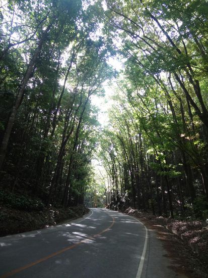 'Man made forest', am Weg nach Carmen