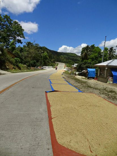 Die gesamte Bergstraße entlang liegt Reis zum Trocknen aus Und teilweise bleibt nur ein kleiner Teil Straße als Fahrbahn über