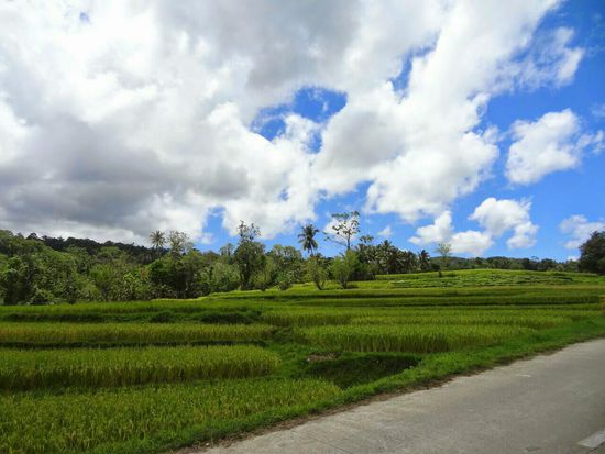 Reisterrassen säumen die Straße nach Jagna