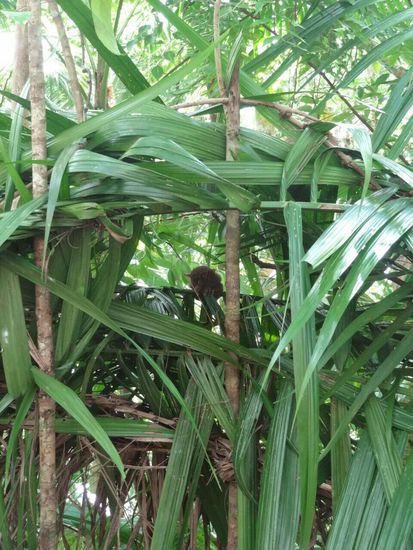Versteckt inmitten der Blätter schläft einer der kleinen Tarsier