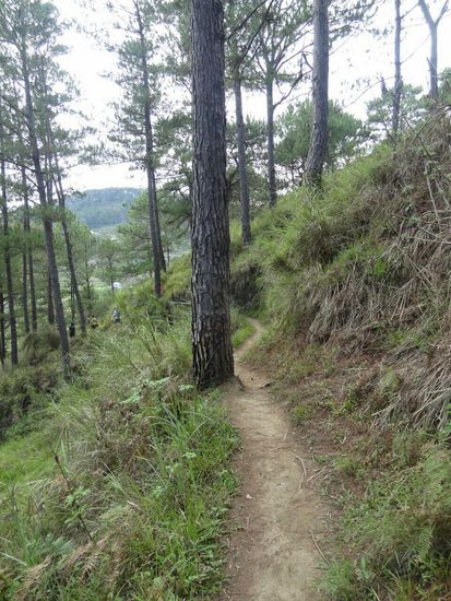 Pinienwälder so weit das Auge reicht