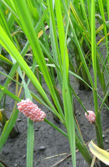 Schnecken legen hier ihre Eier an den Reishalmen ab, die daraufhin keine Früchte tragen werden...eine echte Plage